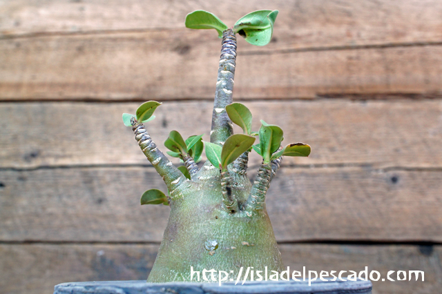 isla del pescado - Adenium arabicum cv. 'BlackSkin'-アデニウム