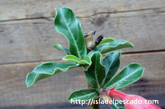 Isla Del Pescado Adenium Obesum 砂漠の薔薇