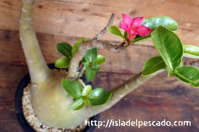 Isla Del Pescado Adenium Socotranum アデニウム ソコトラナム