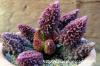 Adromischus marianiae var. herrei 'Redball' レッドボール