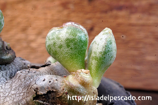 isla del pescado - Adromischus schuldtianus-アドロミスクス・シュルドティアヌス