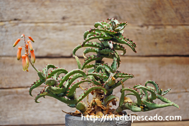 安い通販 アロエ カスティロニアエ Aloe castilloniae 植物/観葉植物