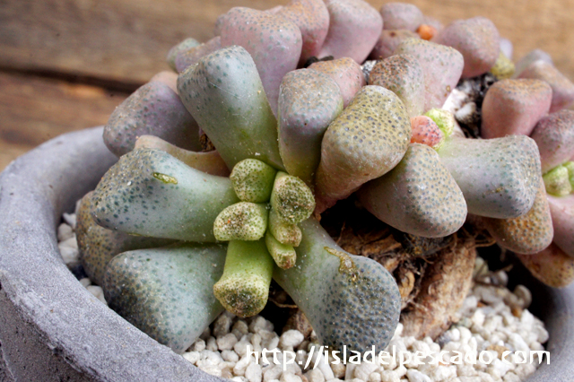 isla del pescado - Aloinopsis schooneesii-唐扇