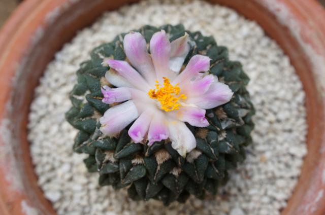 isla del pescado - Ariocarpus kotschoubeyanus var. macdowellii-姫