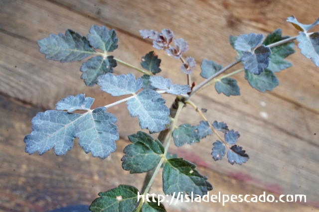 isla del pescado - Boswellia dioscoridis-ボスウェリア・ディオス