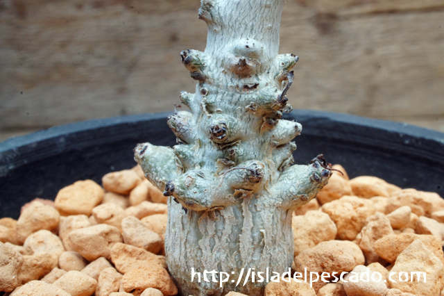 isla del pescado - Boswellia dioscoridis-ボスウェリア・ディオス