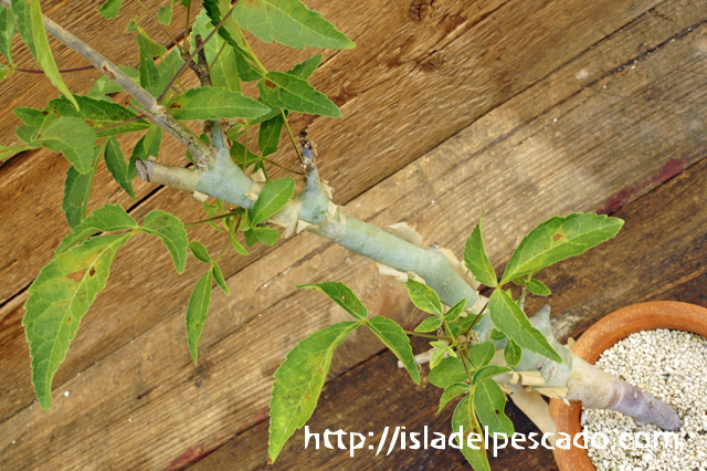 isla del pescado - Commiphora eminii-コンミフォラ・エミニー