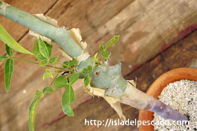 isla del pescado - Commiphora eminii-コンミフォラ・エミニー