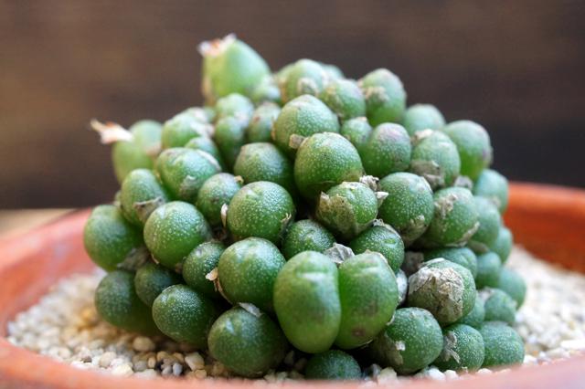 isla del pescado - Conophytum ectypum ssp. ignavum-コノフィツム