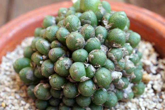 isla del pescado - Conophytum ectypum ssp. ignavum-コノフィツム