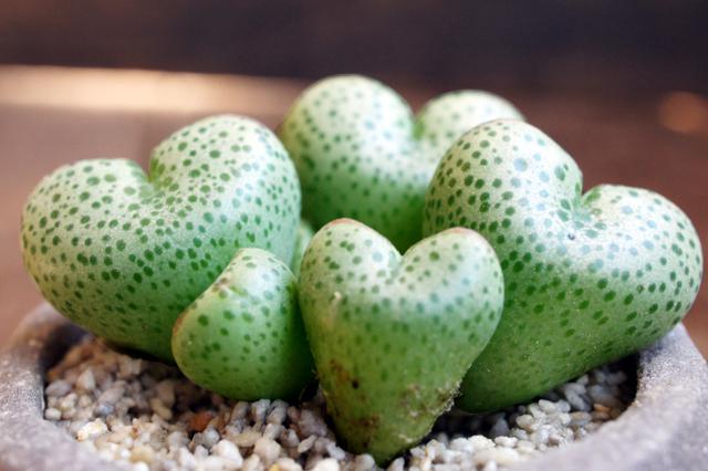 isla del pescado - Conophytum taylorianum ssp. ernianum