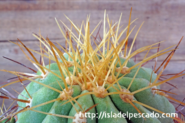 isla del pescado - Copiapoa Haseltoniana-逆鱗丸