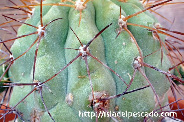 isla del pescado - Copiapoa Haseltoniana-逆鱗丸