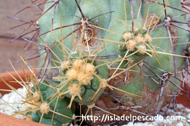 isla del pescado - Copiapoa Haseltoniana-逆鱗丸