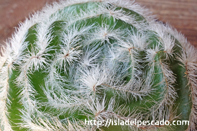 isla del pescado - Crassula barbata-月光