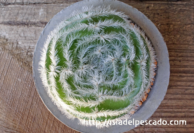 isla del pescado - Crassula barbata-月光
