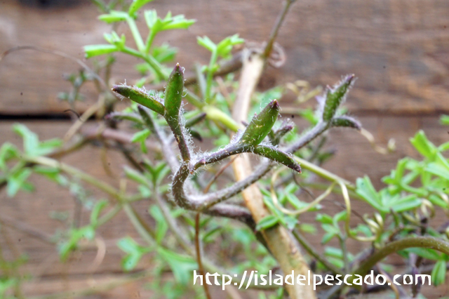 isla del pescado - Cyphostemma montagnacii-キフォステンマ