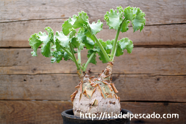 発根済】キフォステンマ・ウター・マクロプス - 植物/観葉植物