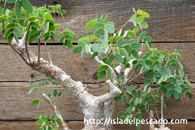 季節のおすすめ商品 デロニクス プミラ 大株 植物/観葉植物