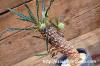 Dorstenia crispa var. lancifolia ドルステニア・ランキフォリア