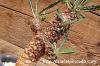 Dorstenia crispa var. lancifolia ドルステニア・ランキフォリア image_4