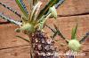 Dorstenia crispa var. lancifolia ドルステニア・ランキフォリア image_5