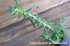 Dorstenia hildebrandtii f. crispum ドルステニア・ヒルデブランドティー f. クリスプム