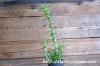 Dorstenia hildebrandtii f. crispum ドルステニア・ヒルデブランドティー f. クリスプム image_2