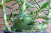 Dorstenia hildebrandtii f. crispum ドルステニア・ヒルデブランドティー f. クリスプム image_3