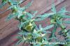 Dorstenia hildebrandtii f. crispum ドルステニア・ヒルデブランドティー f. クリスプム image_4