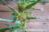 Dorstenia hildebrandtii f. crispum ドルステニア・ヒルデブランドティー f. クリスプム image_5