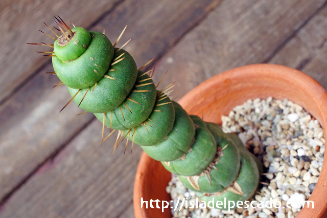 isla del pescado - Eulychnia castanea f. 'spiralis'-ユーリキニア ...