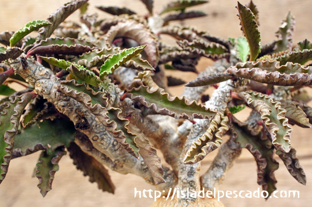 isla del pescado - Euphorbia ambovombensis-ユーフォルビア・アンボ