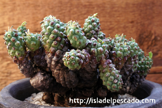 isla del pescado - Euphorbia clavarioides-飛頭蛮