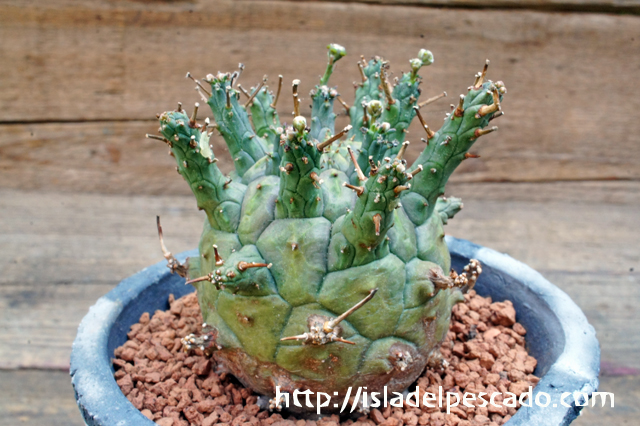 isla del pescado - Euphorbia decepta-ユーフォルビア・デセプタ