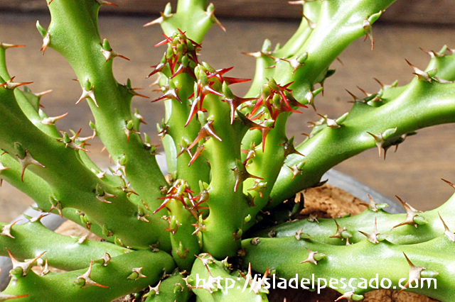 isla del pescado - Euphorbia decidua-蓬莱島