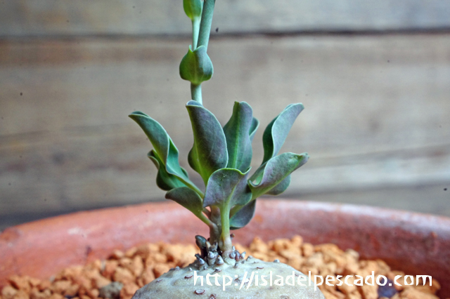 isla del pescado - Euphorbia globulicaulis-ユーフォルビア