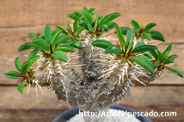 isla del pescado - Euphorbia guillauminiana-ユーフォルビア