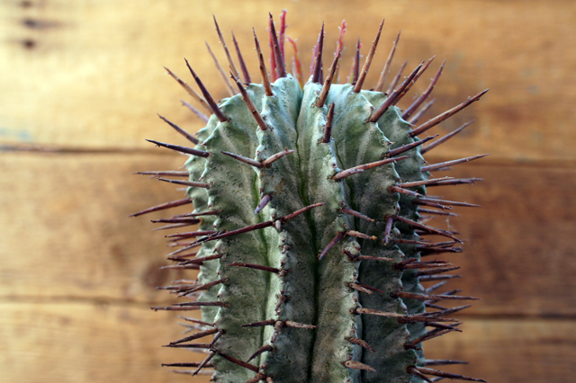 Isla Del Pescado Euphorbia Horrida ユーフォルビア ホリダ