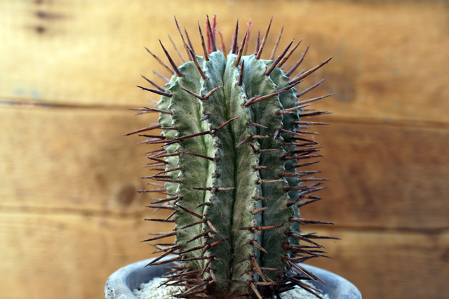 Isla Del Pescado Euphorbia Horrida ユーフォルビア ホリダ