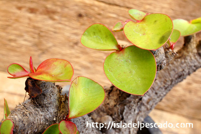 isla del pescado - Euphorbia itremensis-ユーフォルビア・イトレメンシス