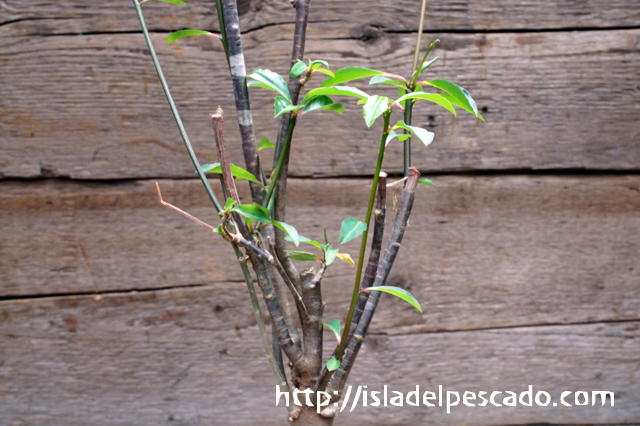 isla del pescado - Euphorbia mahabobokensis-ユーフォルビア