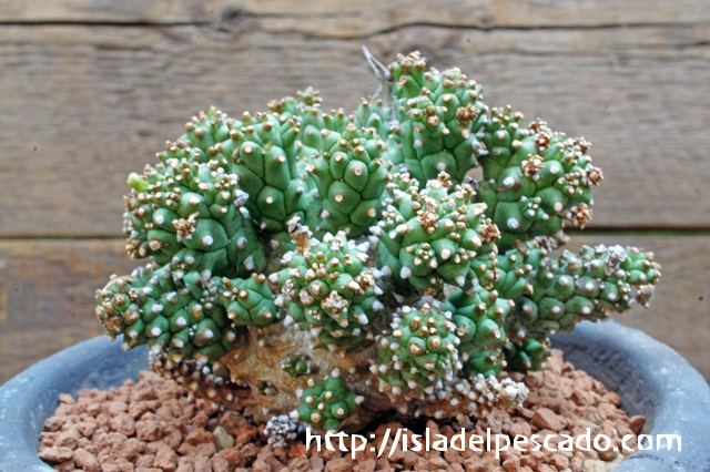 isla del pescado - Euphorbia melanohydrata-多宝塔