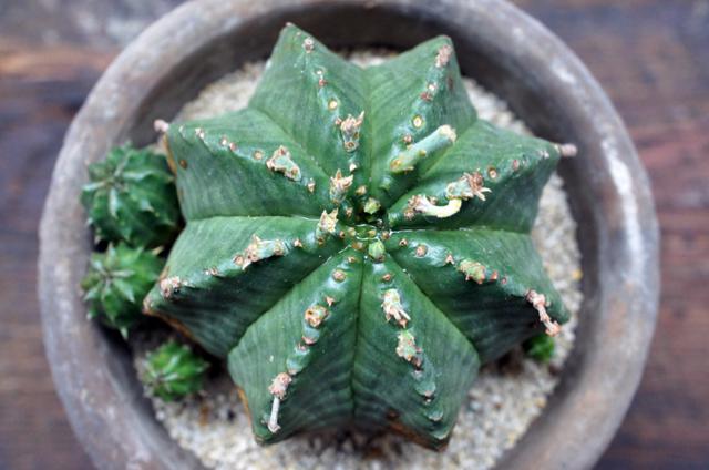 isla del pescado - Euphorbia meloformis-貴青玉