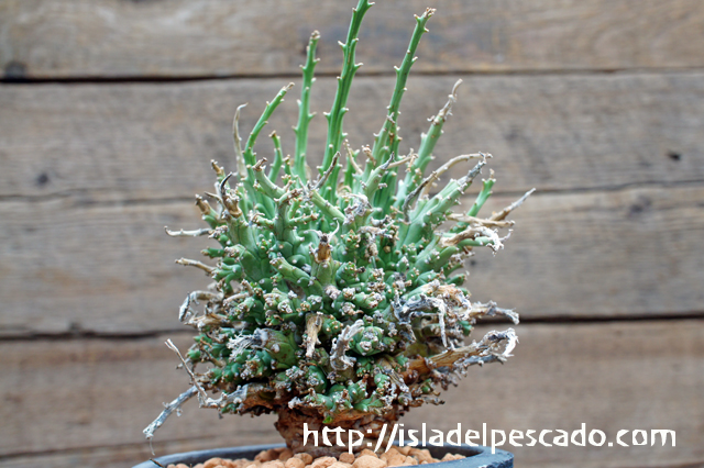 isla del pescado - Euphorbia multiramosa-轉輪王