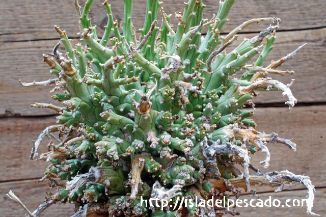 isla del pescado - Euphorbia multiramosa-轉輪王