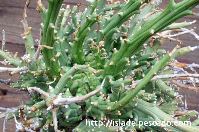 isla del pescado - Euphorbia multiramosa-轉輪王