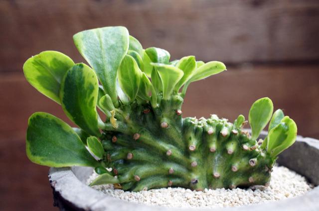 Isla Del Pescado Euphorbia Neriifolia Cristata Variegata キリン角 綴化 斑入り