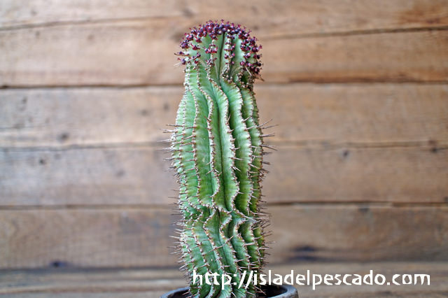 Isla Del Pescado Euphorbia Polygona ユーフォルビア ポリゴナ