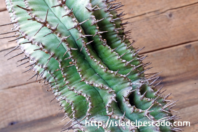 Isla Del Pescado Euphorbia Polygona ユーフォルビア ポリゴナ